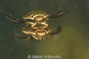 Diving Beetle (Acilius sulcatus) by Viktor Vrbovský 